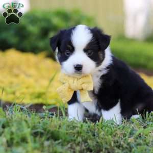 Elliot, Toy Australian Shepherd Puppy